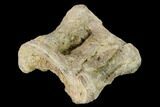Fossil Xiphactinus (Cretaceous Fish) Vertebra - Kansas #139293-1